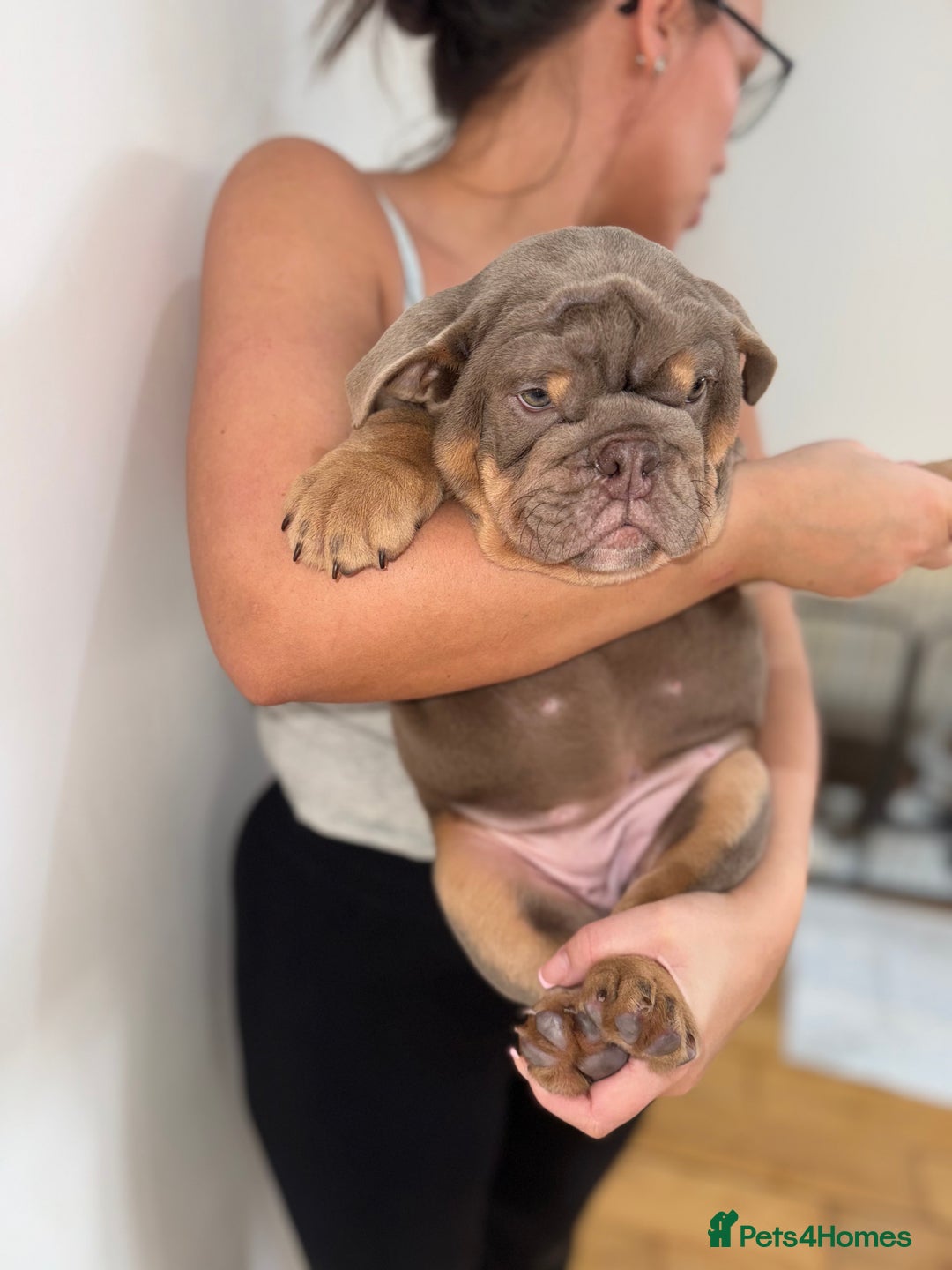 English Bulldog dogs for sale: English bulldogs  - Advert 2