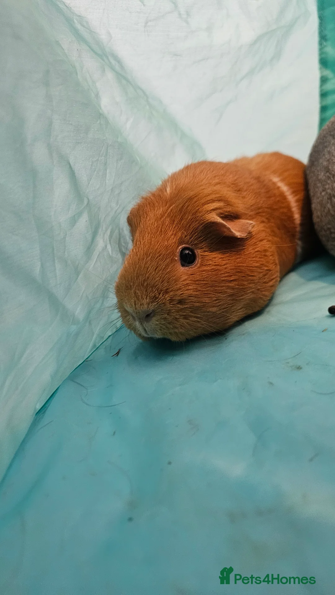 Guinea Pig rodents for sale: 3x female guinea pigs with complete setup  - Advert 7