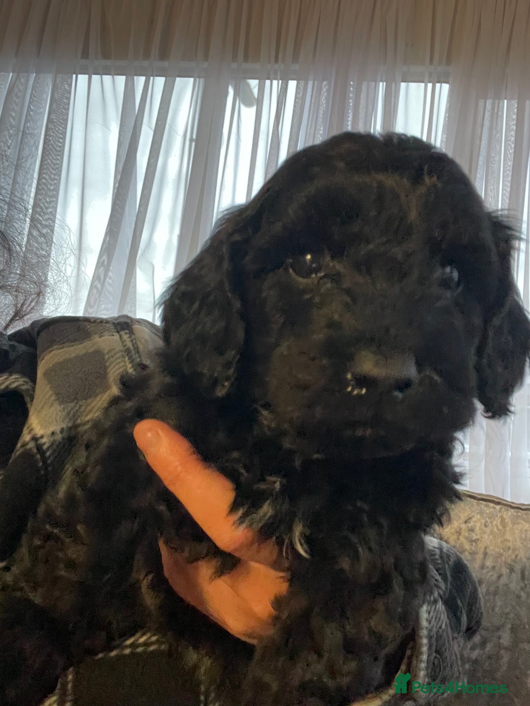 Cavapoo dogs for sale: F1b cavapoo male ready 7/12/25  - Advert 3