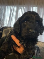 Cavapoo dogs F1b teddy bears 1 black male - Advert 9