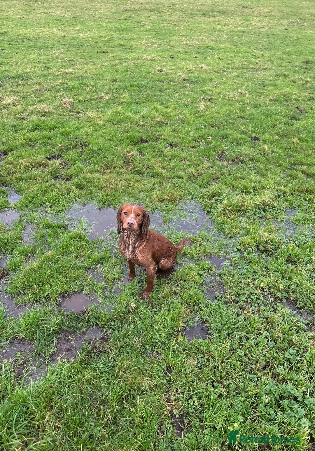 Cocker Spaniel dogs for stud: Working Cocker Spaniel Stud (proven) - Advert 2