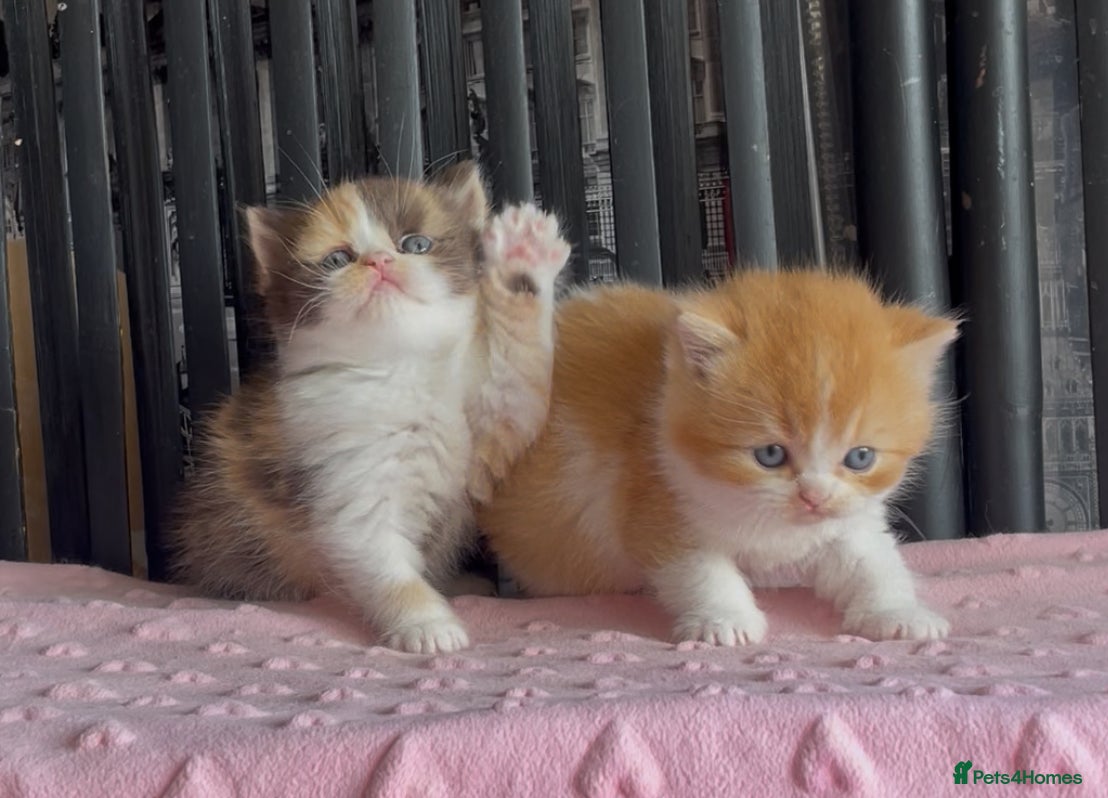 British Shorthair cats Beautiful BSH babies for sale  - Advert 2