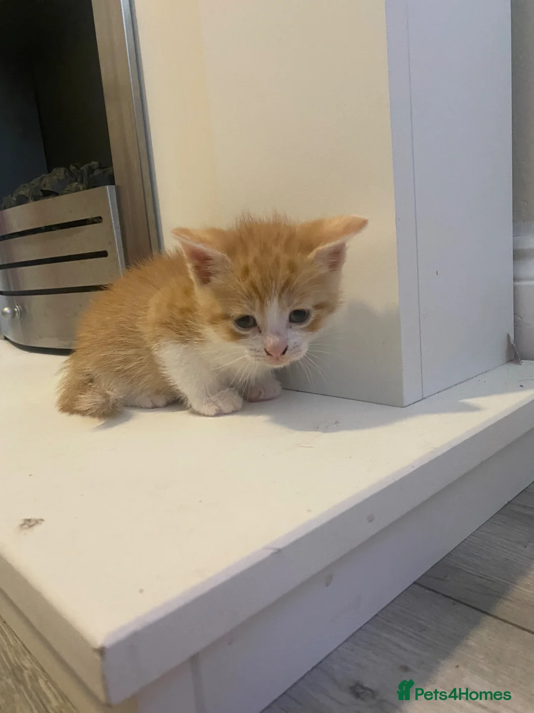 Mixed Breed cats for sale: Four beautiful kittens for sale - Advert 2