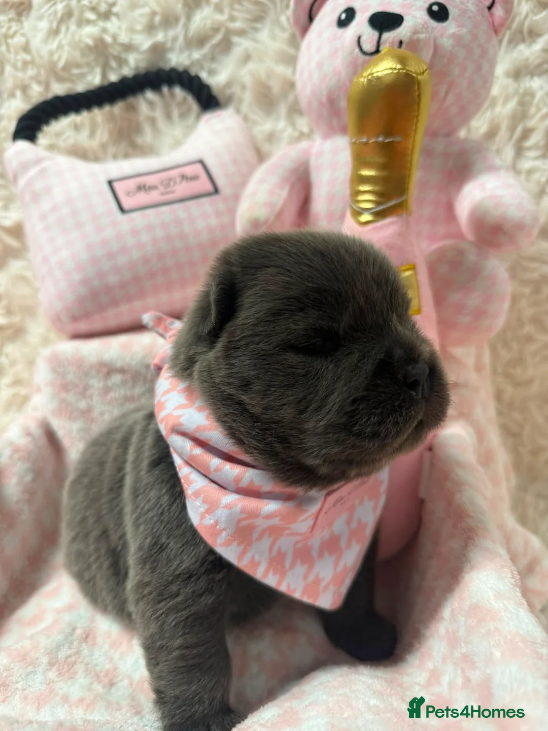 Chow Chow dogs for sale: 🐾💙BEAUTIFUL BLUE CHOW CHOW PUPPIES🐾💙 - Advert 1