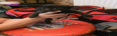Sphynx 4