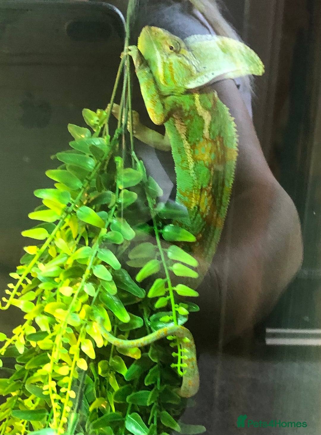 Chameleon reptiles for sale: DELUXE VIVARIUM+TWO JUVENILE YEMEN CHAMELEONS  - Image 2
