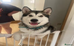 Alaskan Malamute dogs for stud: Alaskan Malamute  - Image 1