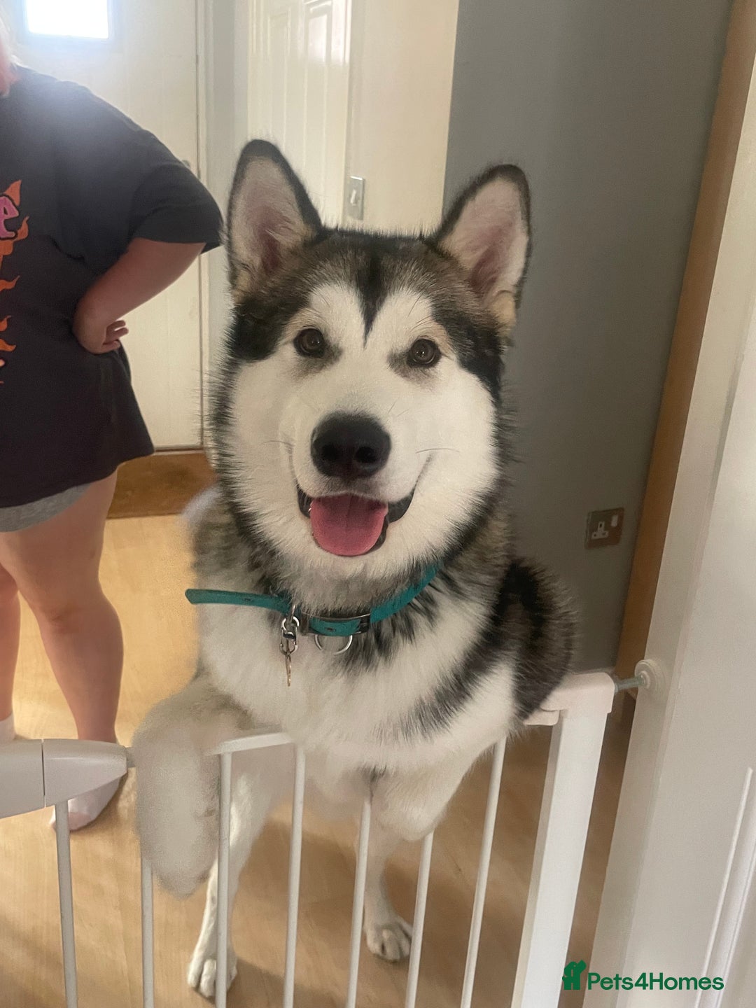 Alaskan Malamute dogs for stud: Alaskan Malamute  - Image 1