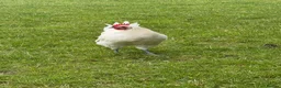 Chickens poultry for sale: Young Friendly Bresse Cockrel (Popcorn) - Advert 4