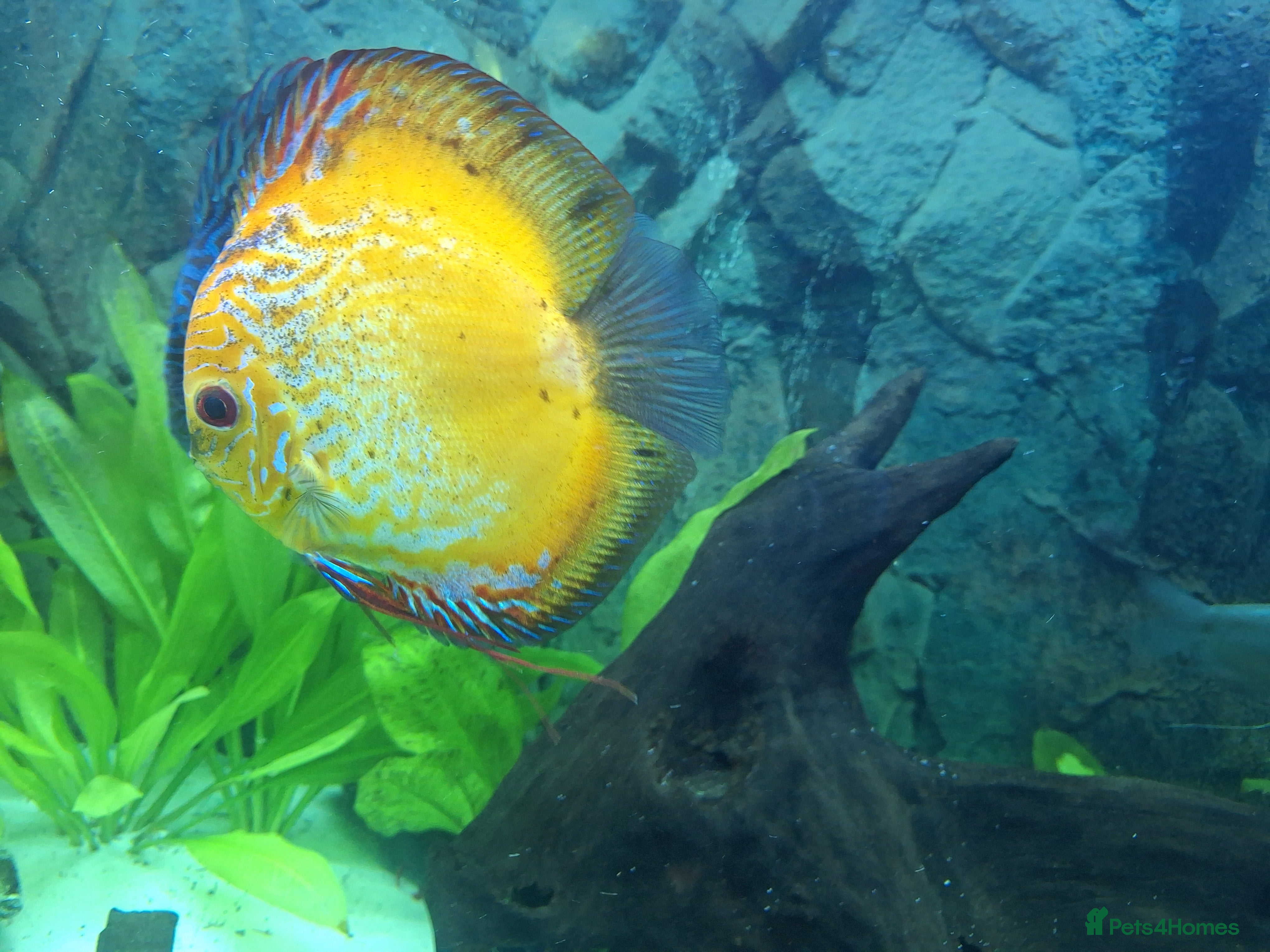 Discus fish Discus fish for sale  - Advert 1