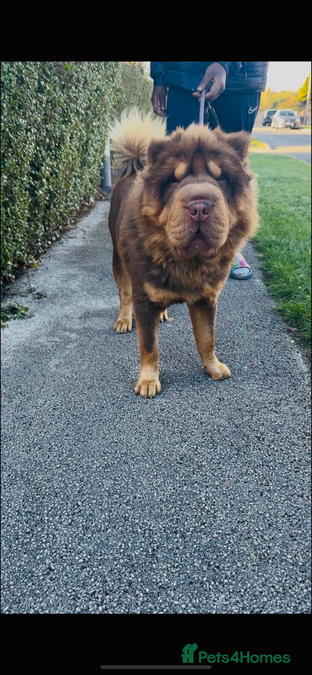 Shar Pei dogs for stud: Choc and tan top quality Sharpei stud  - Image 3