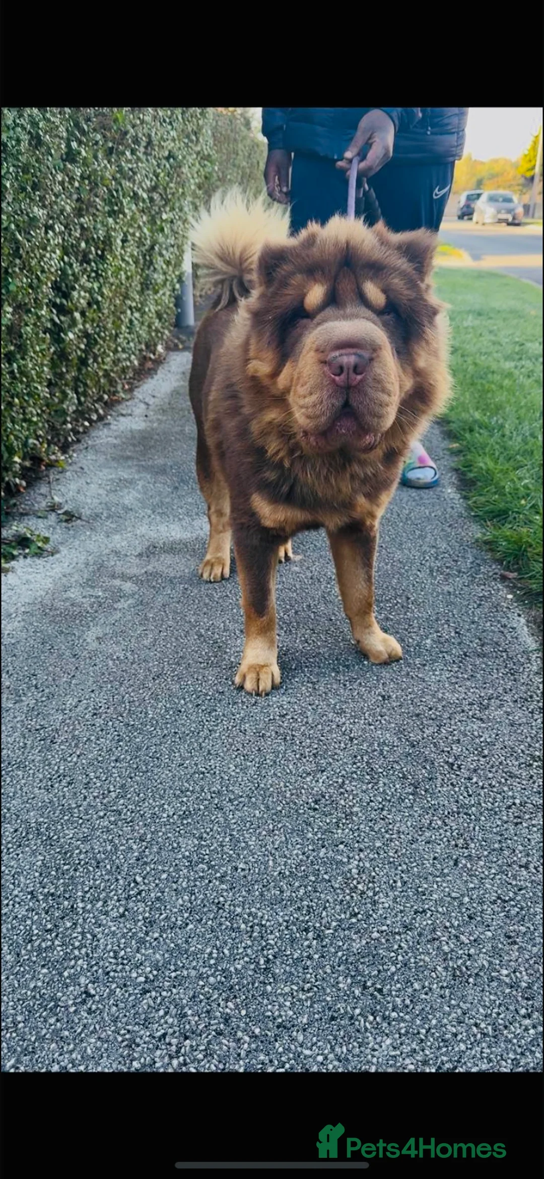 Shar Pei dogs for stud: Choc and tan top quality Sharpei stud  - Advert 3