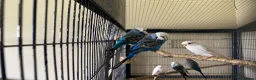 Budgerigars birds for sale: 8 budgies searching for their new homes  - Advert 4
