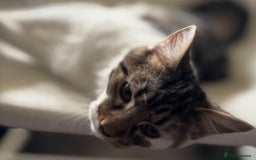 Mixed Breed cats for adoption: 6 mths boys, loving & playful, vaccs, neut, chip.  - Image 3