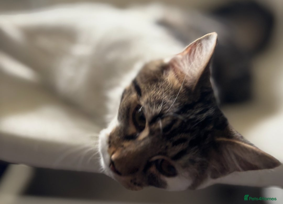 Mixed Breed cats for adoption: 6 mths boys, loving & playful, vaccs, neut, chip.  - Image 3