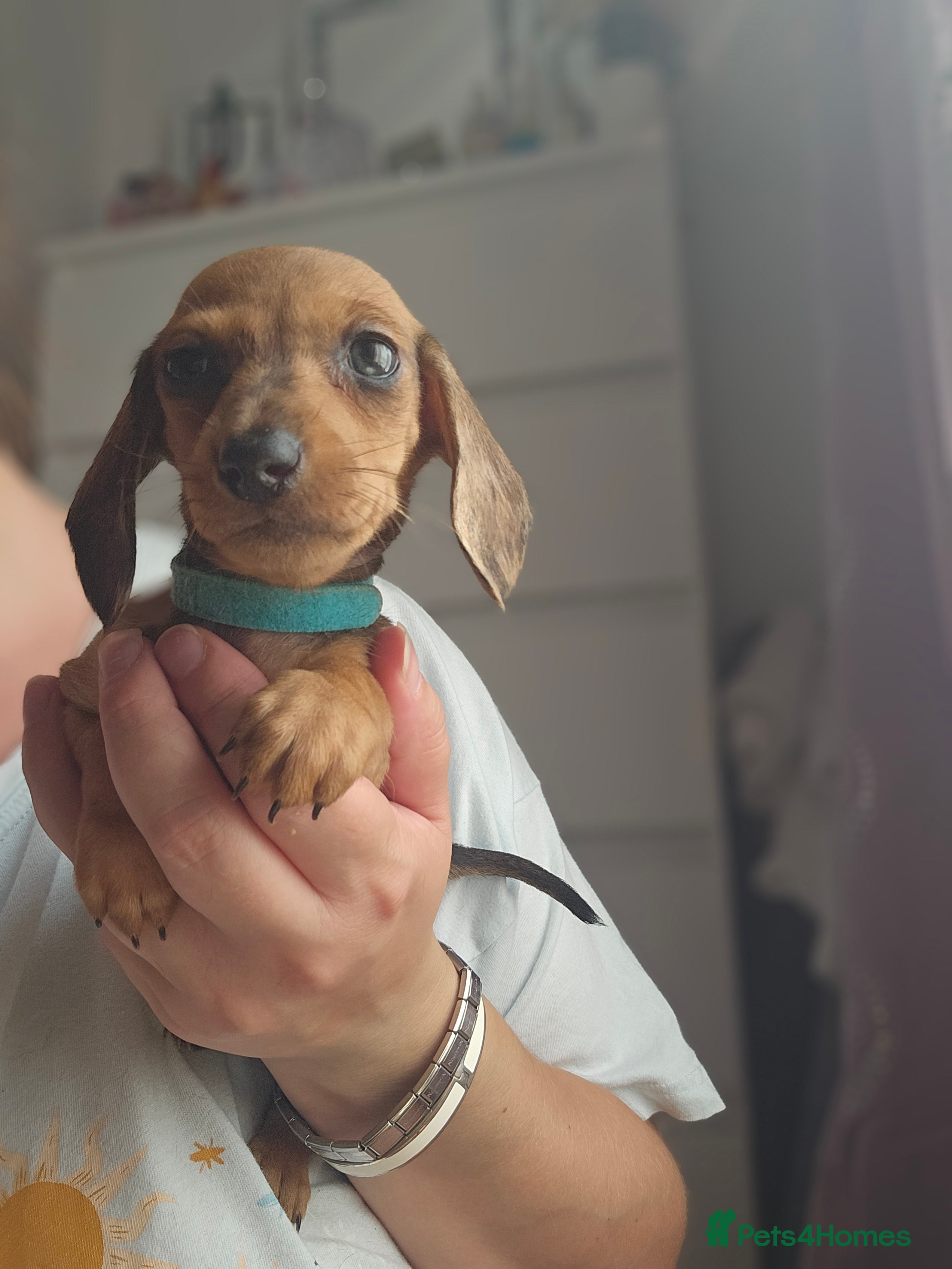 Dachshund dogs 12 Miniture Dachshunds READY TO RESERVE - Advert 2