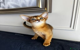 Abyssinian cats for sale: Pure Abyssinian kittens 💝 - Image 8