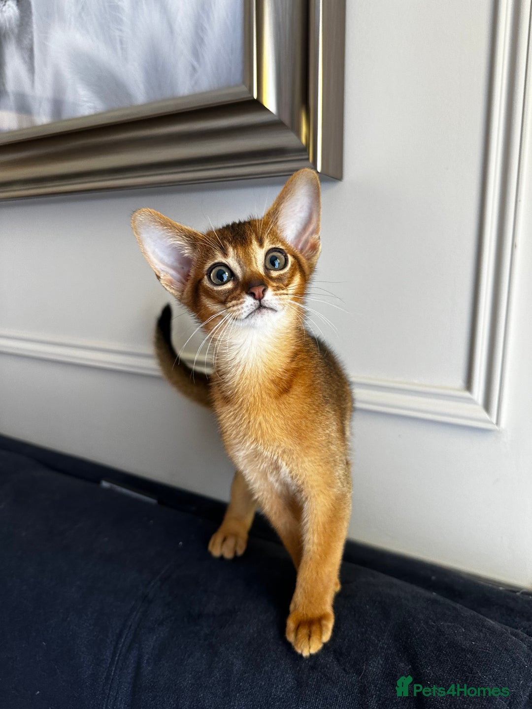 Abyssinian cats for sale: Pure Abyssinian kittens 💝 - Image 8