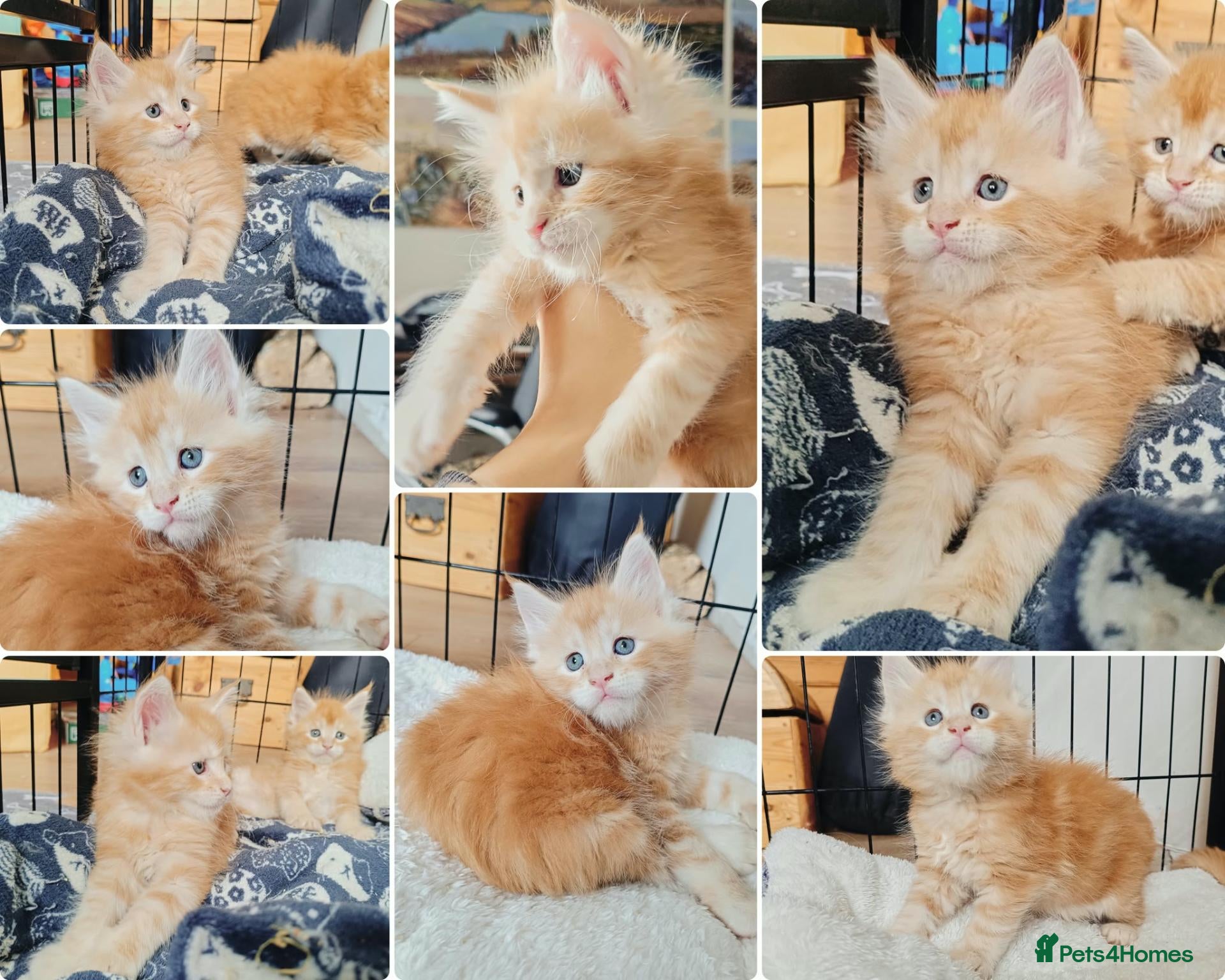 Maine Coon cats for sale: 1 boy left - Dna health tested XXL Maine coon  - Advert 1
