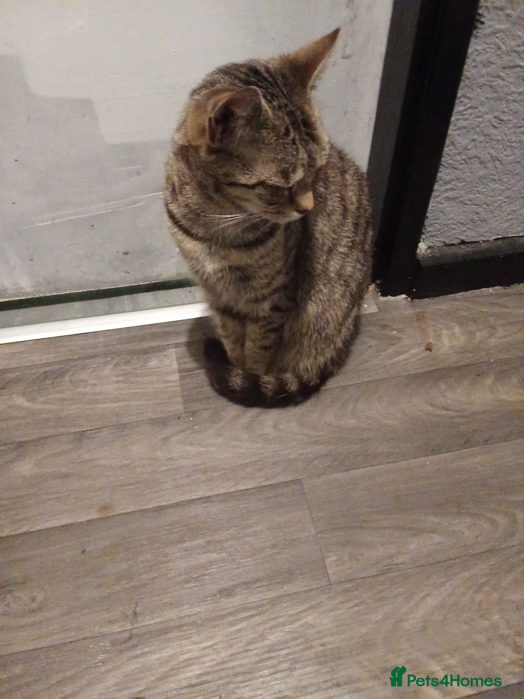 Mixed Breed cats for sale: Looking for her urgent forever home! - Advert 5