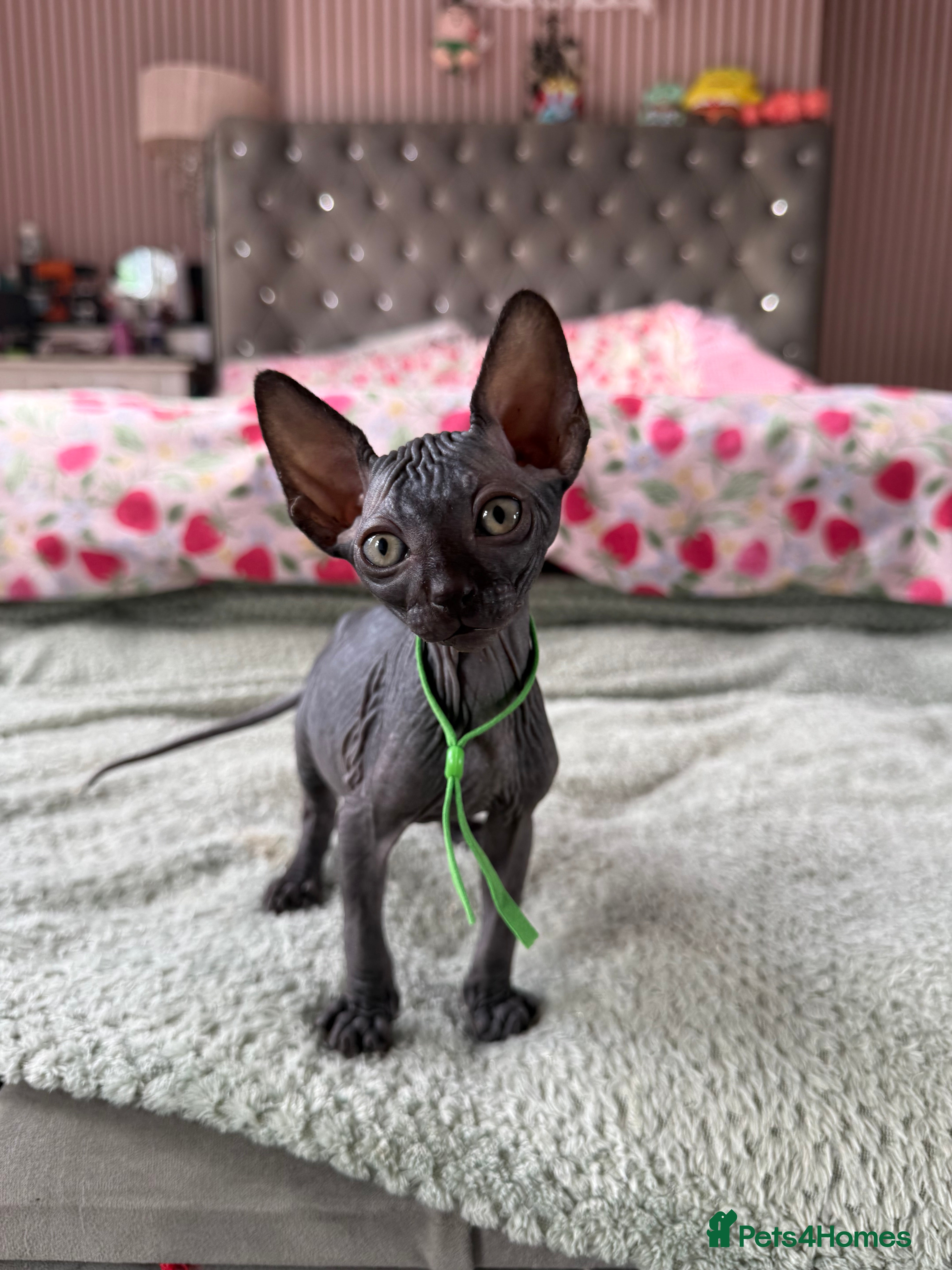 Sphynx cats 1 Sphynx Kitten (Green Left💚) - Advert 8