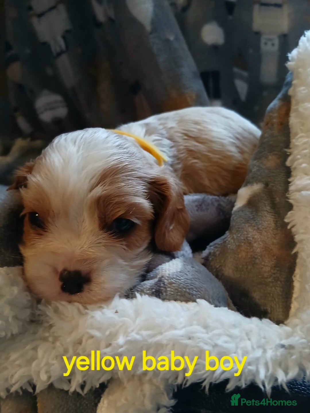 Cavalier King Charles Spaniel dogs for sale: DNA TESTED CAVALIER KING CHARLES  - Image 25