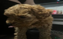 Toy Poodle dogs for sale:  Toy poodle apricot male  - Advert 7