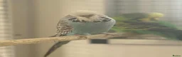 Budgerigars birds for sale: Budgies for sale  - Advert 25