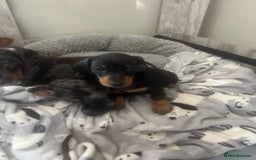 Miniature Dachshund dogs for sale: Ready now Last boy KC REG PRA CLEAR - Image 6