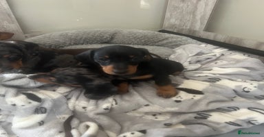 Miniature Dachshund dogs - Advert 6