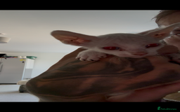 Sphynx cats for sale: Sphynx Kittens ready to go now! - Image 18