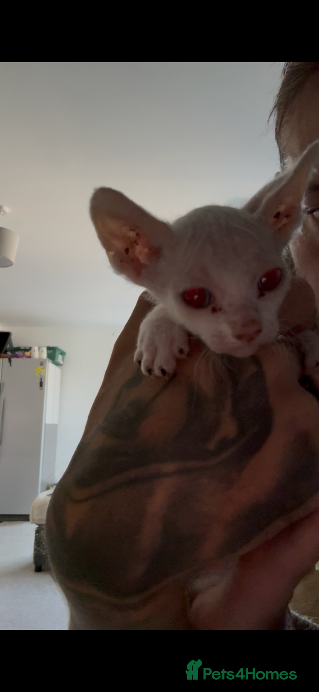 Sphynx cats for sale: Sphynx Kittens ready to go now! - Image 18