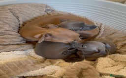 Italian Greyhound dogs for sale: Italian G. puppies, Grandad is Euro Champion 2024 - Image 2