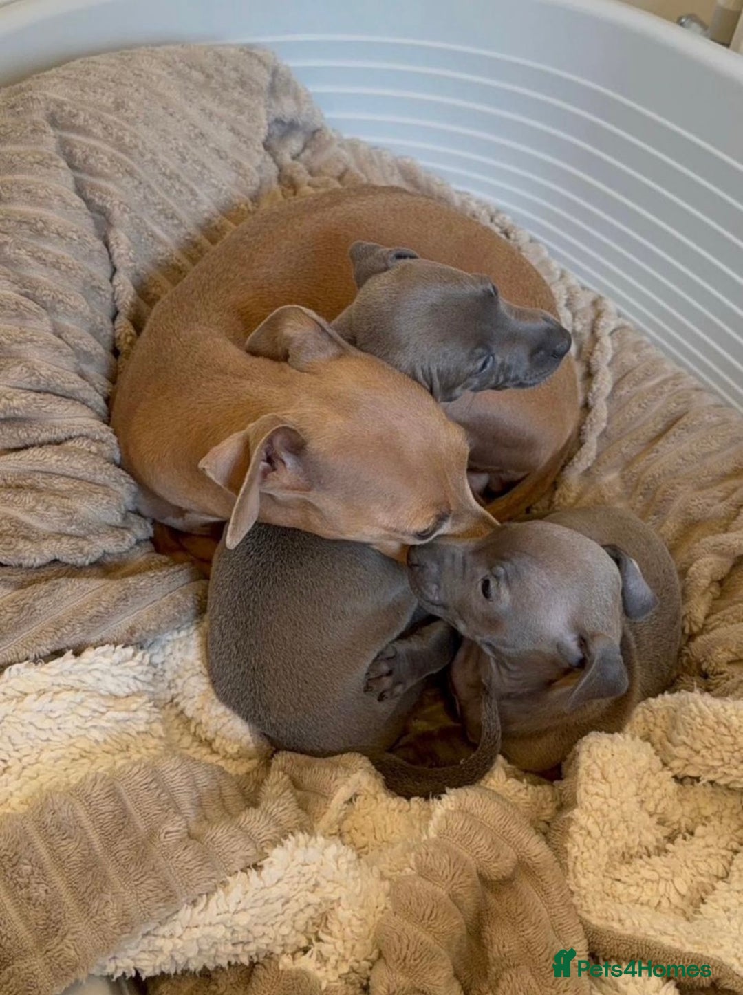 Italian Greyhound dogs for sale: Italian G. puppies, Grandad is Euro Champion 2024 - Image 2