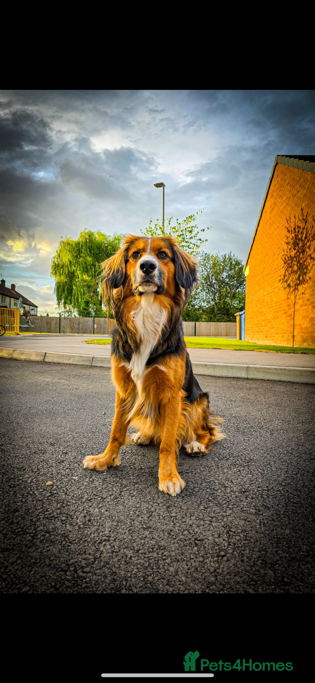 Mixed Breed dogs for sale: Ed our lovable family dog  - Image 1