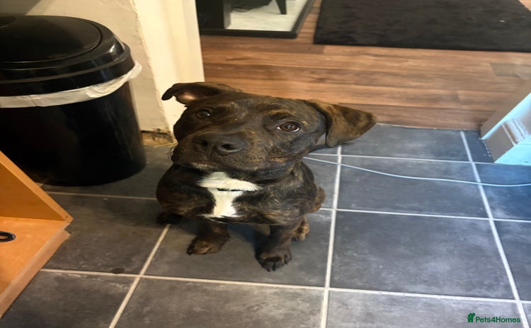 Mixed Breed dogs - Advert 3