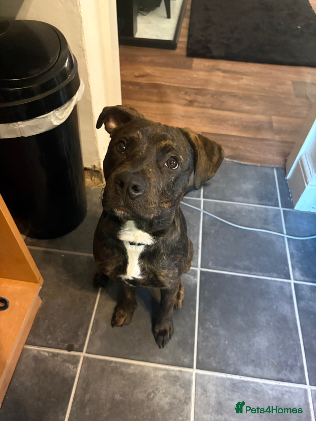 Mixed Breed dogs for sale: INDIE THE STAFFY CROSSED ROTTWEILER  - Image 1