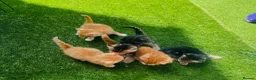Mixed Breed cats for sale: 🐾 Beautiful Kittens Looking for Loving Homes 🐾 - Advert 2