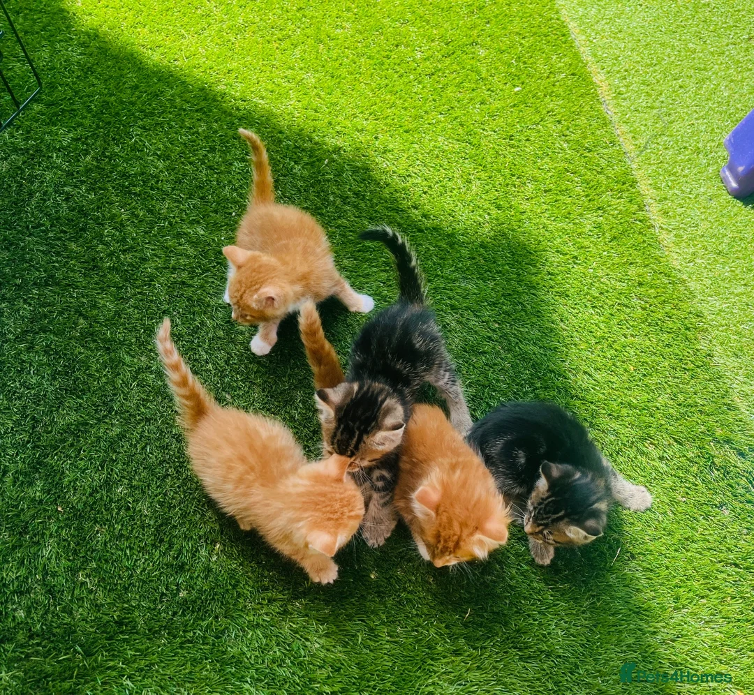 Mixed Breed cats for sale: 🐾 Beautiful Kittens Looking for Loving Homes 🐾 - Advert 2