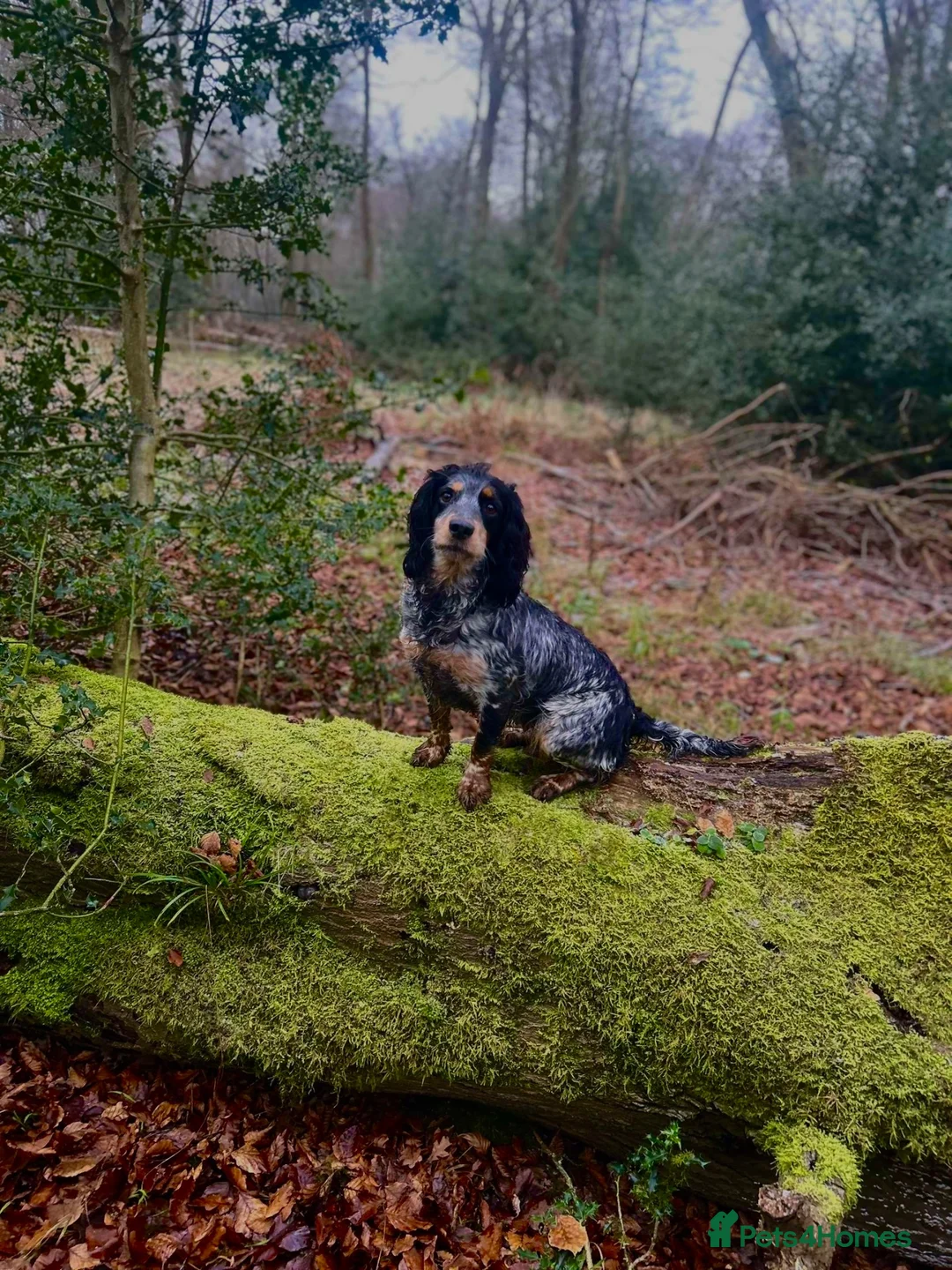 Cocker Spaniel dogs for sale: Trained cocker spaniel bitch - Advert 2