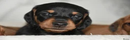 Miniature Dachshund dogs for sale: Beautiful Mini Dachshund Puppies – Home Raised - Advert 37