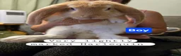 French Lop rabbits for sale: Pure Bred French Lop babies ready to Leave - Advert 3