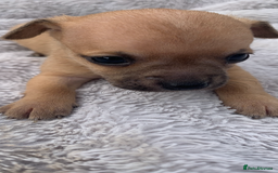Mixed Breed dogs for sale: Stunning chihuahua x puppys - Image 4
