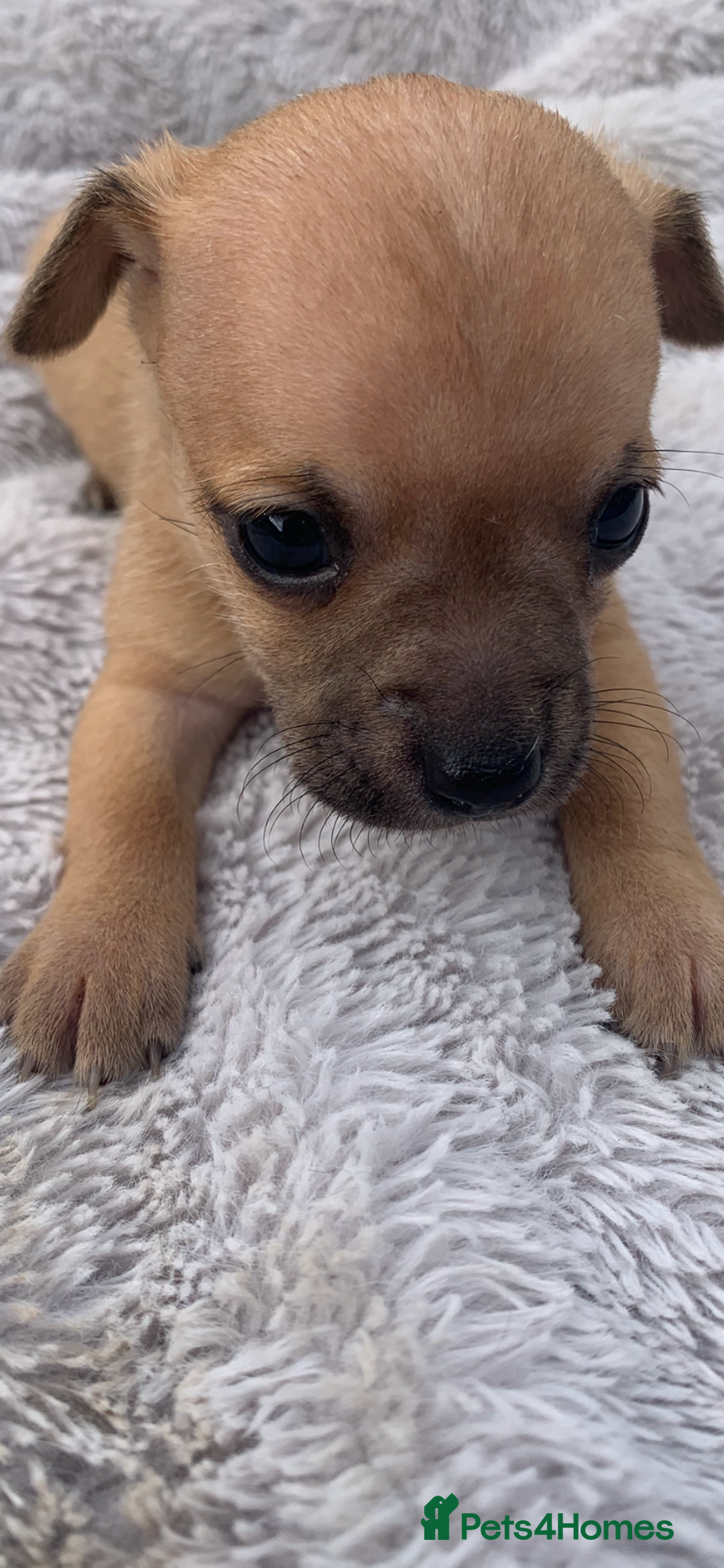 Mixed Breed dogs for sale: Stunning chihuahua x puppys - Image 4