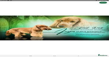 Cockapoo dogs Beautiful f1 cockapoo puppies  - Advert 3