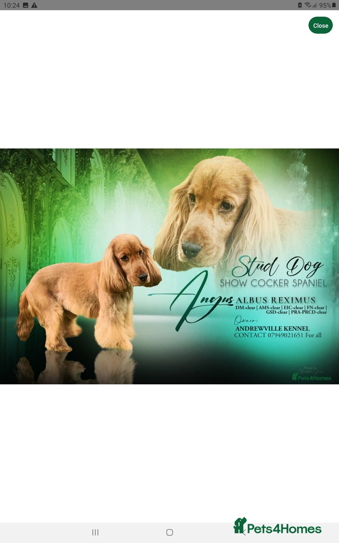 Cockapoo dogs for sale: Beautiful f1 cockapoo puppies  - Image 5