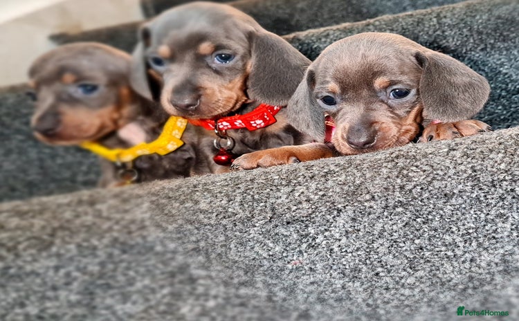 Miniature Dachshund dogs - Advert 12