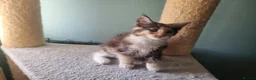 Maine Coon cats for sale: Maine Coon kittens  in Northampton - Advert 10