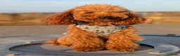 Toy Poodle dogs for stud: Handsome K.C Red Toy poodle stud! - Advert 4