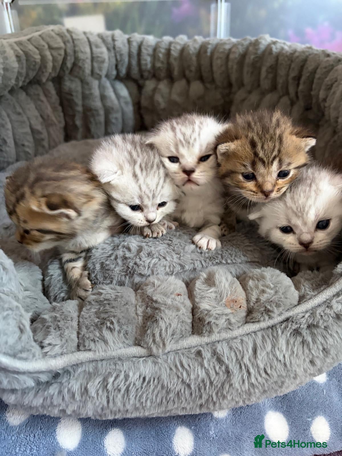 Scottish Fold cats Beautiful Scottish Fold Kittens for Loving Homes🐱 - Advert 7
